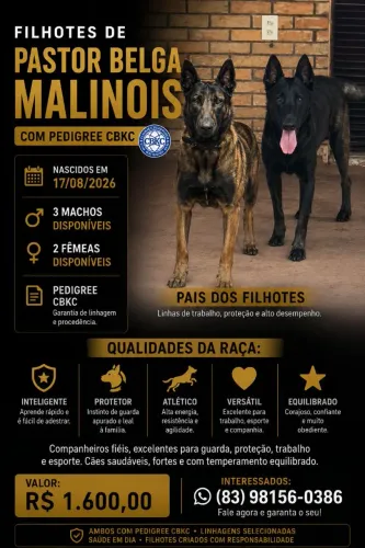 FILHOTES DE PASTOR BELGA MALINOIS COM PEDIGREE CBKC