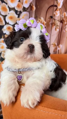 Shih Tzu - Filhotes