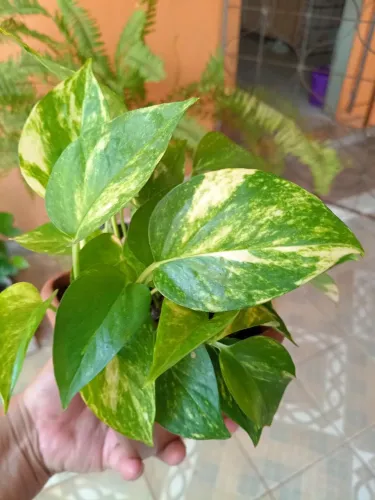 Vasinho de jibóia brasileirinha perfeito pra decorar seu ambiente