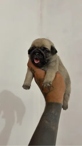 Pug