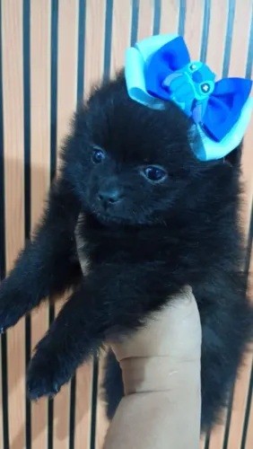 Spitz alemão Fêmea