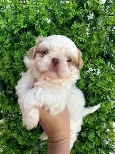 Shihtzu Machinho Bem pequeno perfeito