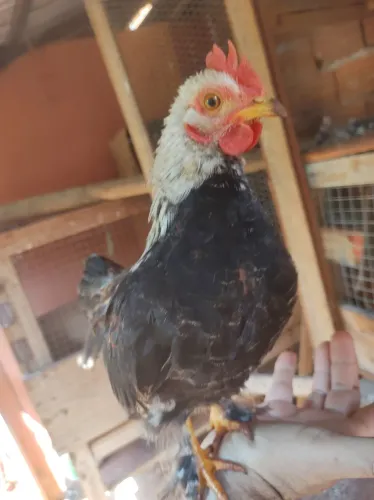 Mini garnize/ frango garnisé