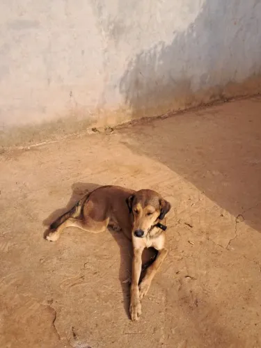 Doação responsável de cachorra