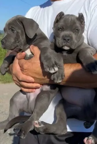 Filhotes de Cane corso italiano de alto padrão!