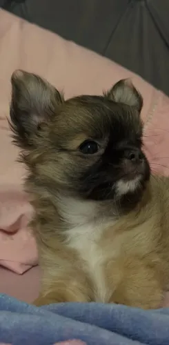 Chihuhaua Pelo Longo Belíssimo