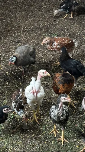 Vendo lote de pintinhos Balão Sertanejo com galinha caipira