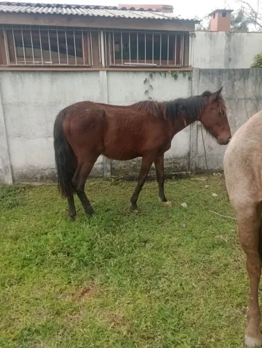 Potrinho chucro