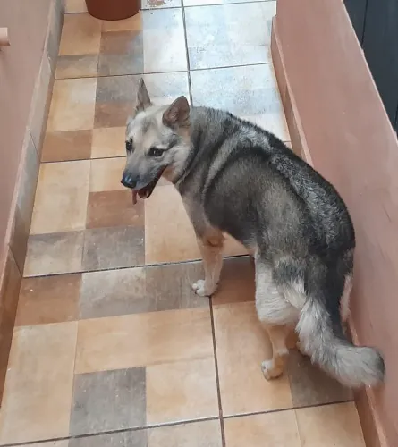 Doação cachorro pastor