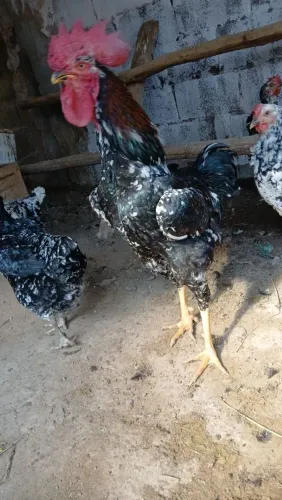Galo gsb com caipira