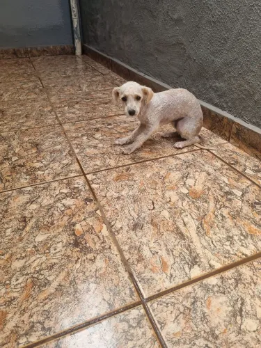 Poodle toy