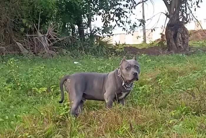 Pitbull macho para venda