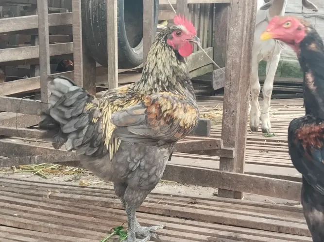 Galos e galinhas