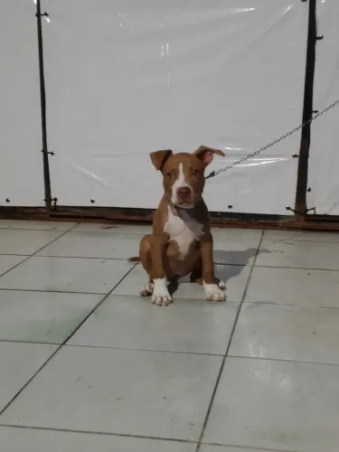 Pitbull fêmea 2 meses