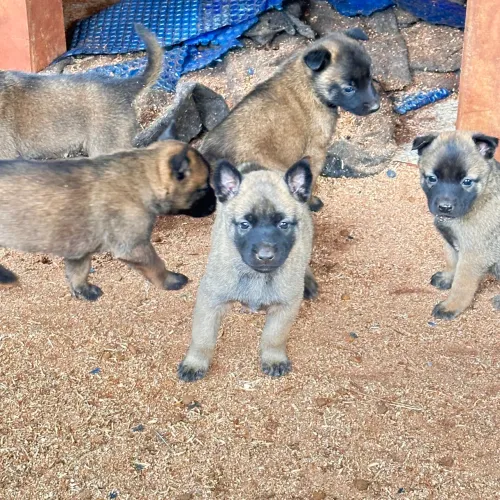 Pastor belga Malinois 
