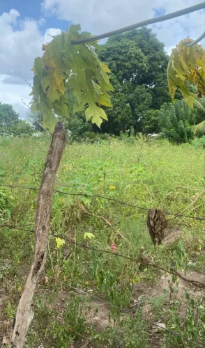 Vendo Granja com 7 hectares a 60 minutos de João Pessoa!
