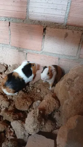 Casal de Porquinhos da Índia