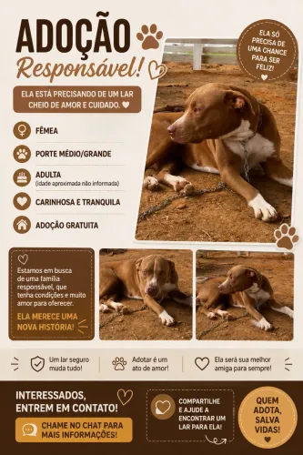 adoção responsável pet