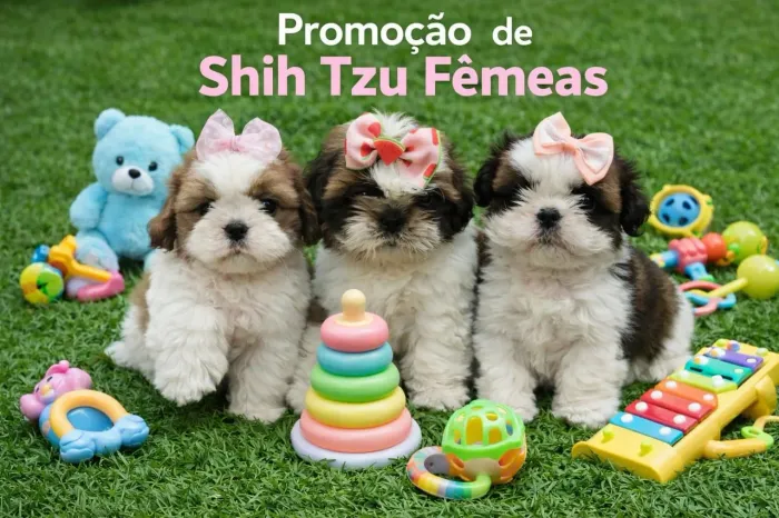 Shihtzu fêmea