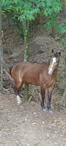 Vendo égua crioula 8 anos , mansa de sela e charrete