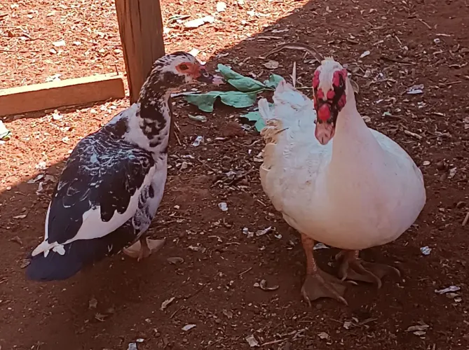 Ovos de pata para chocar