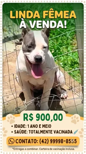 American bully fêmea 