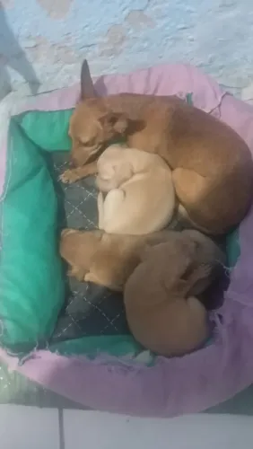 Pincher muito linda pra venda