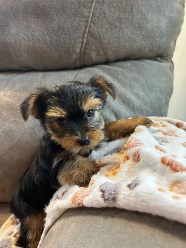 Filhotes de Yorkshire | Um cachorro para criar memórias especiais.