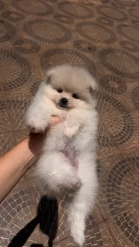Spitz alemão