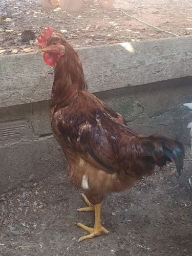 Frango GLC
