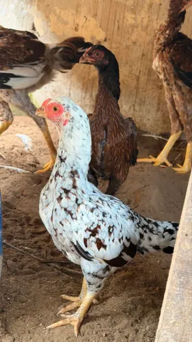 Vendo galinhas raça asil