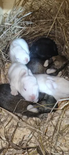 Coelhos da raça Nova Zelândia .