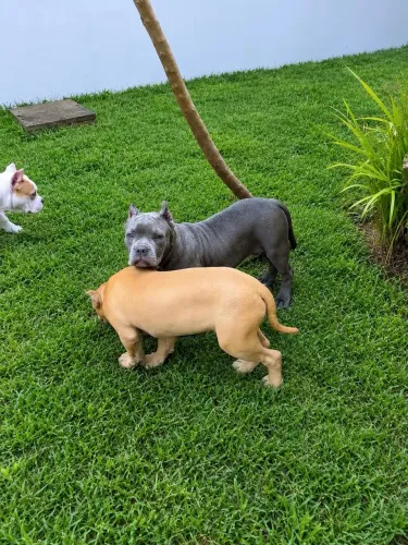 Filhote Bully
