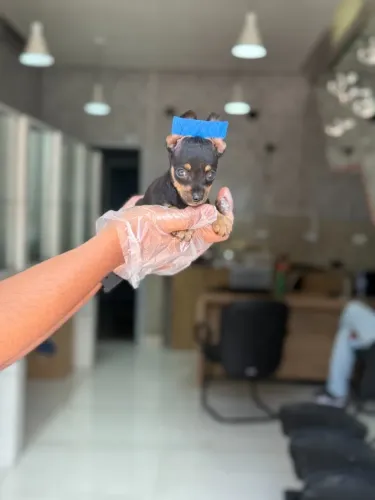 Pinscher miniatura - Canil de Confiança com Filhotes de Alto Padrão