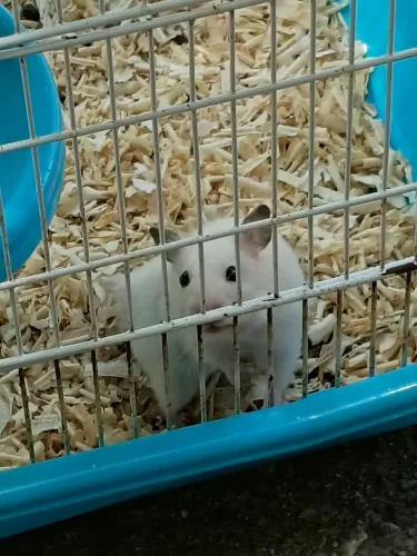 Vende-se Hamster