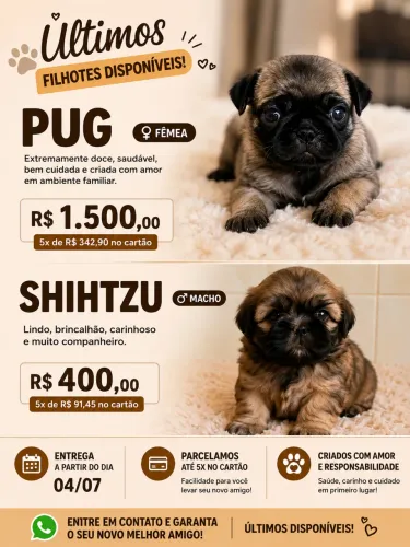 Pug e shitzu 