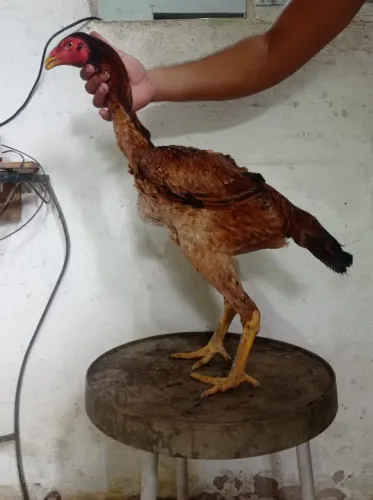 Fragas índio gigante puras