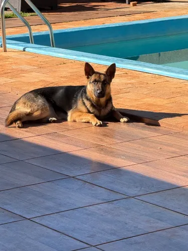 Pastor alemão fêmea - 10 meses