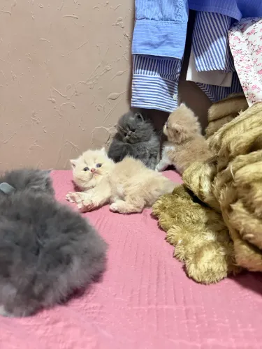 Lindos gatos persa