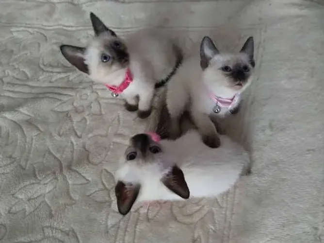 Gatinhos siamês macho e fêmea 
