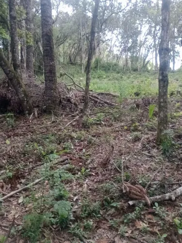 Terreno à venda -  Mandirituba/PR (Avencal - Areia Branca dos Assis)
