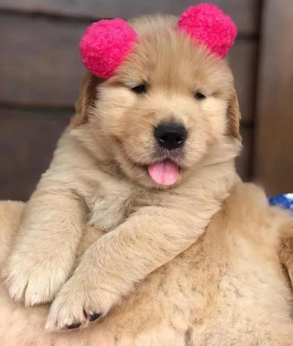 Golden retriever lindos filhotes para entrega imediata 