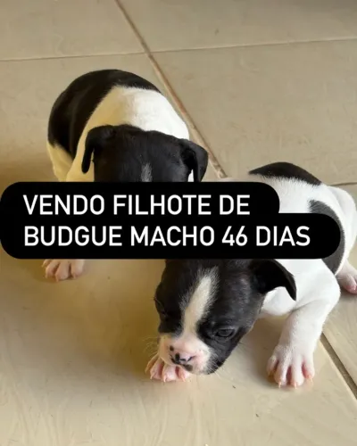 Filhotes