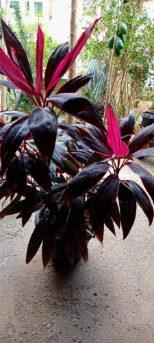 Dracena vermelha