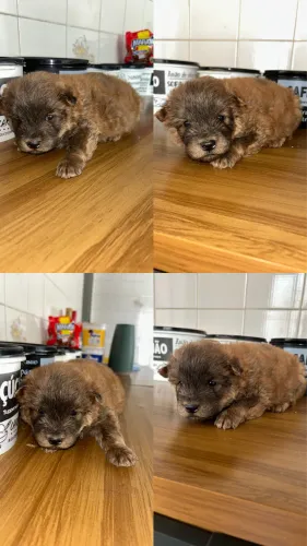 Cachorro Chow Chow puro -Macho