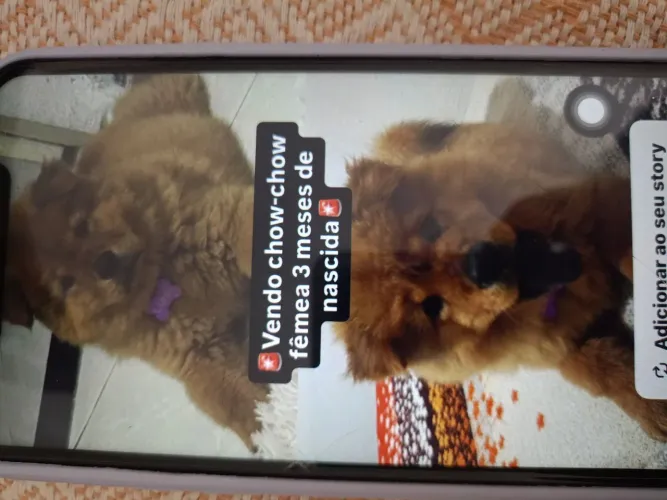 Cachorro Chow chow