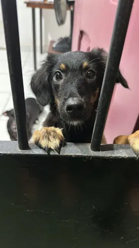 Cachorrinha para adoção