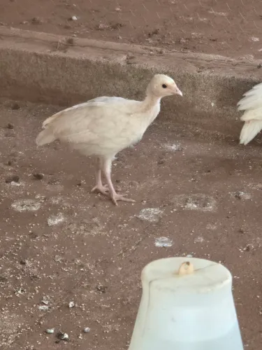 Peru filhote