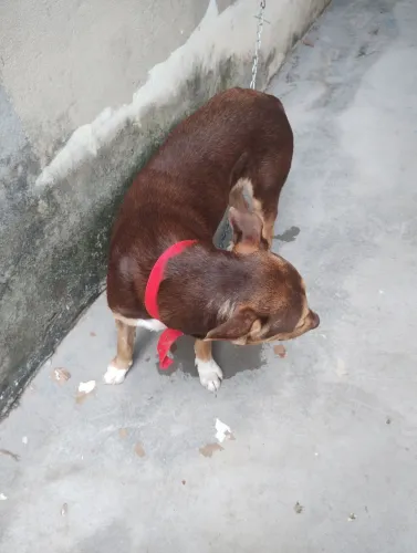 Adoção de cão