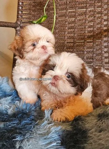 Machos Shih-tzu alto padrão promo